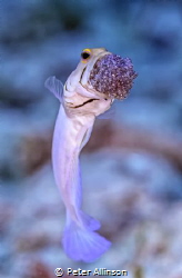 Yellow headed Jawfish with eggs photo taken off the coast... by Peter Allinson 
